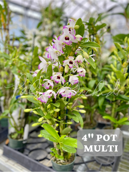 Den. Love Memory 'Fizz' — Palmer Orchids